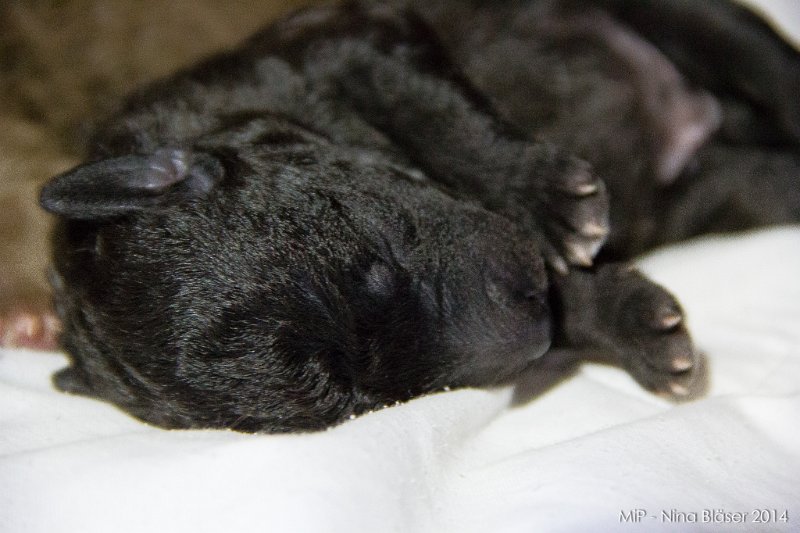 2014-02-05 Welpen Svet & Ruby-1475.jpg - Day 3